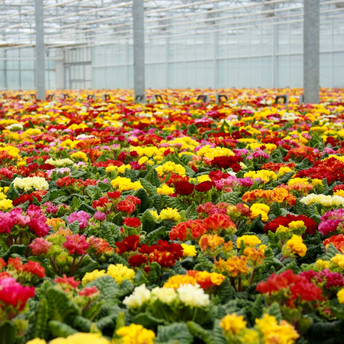 Dechant Gartenbau Betriebsansicht