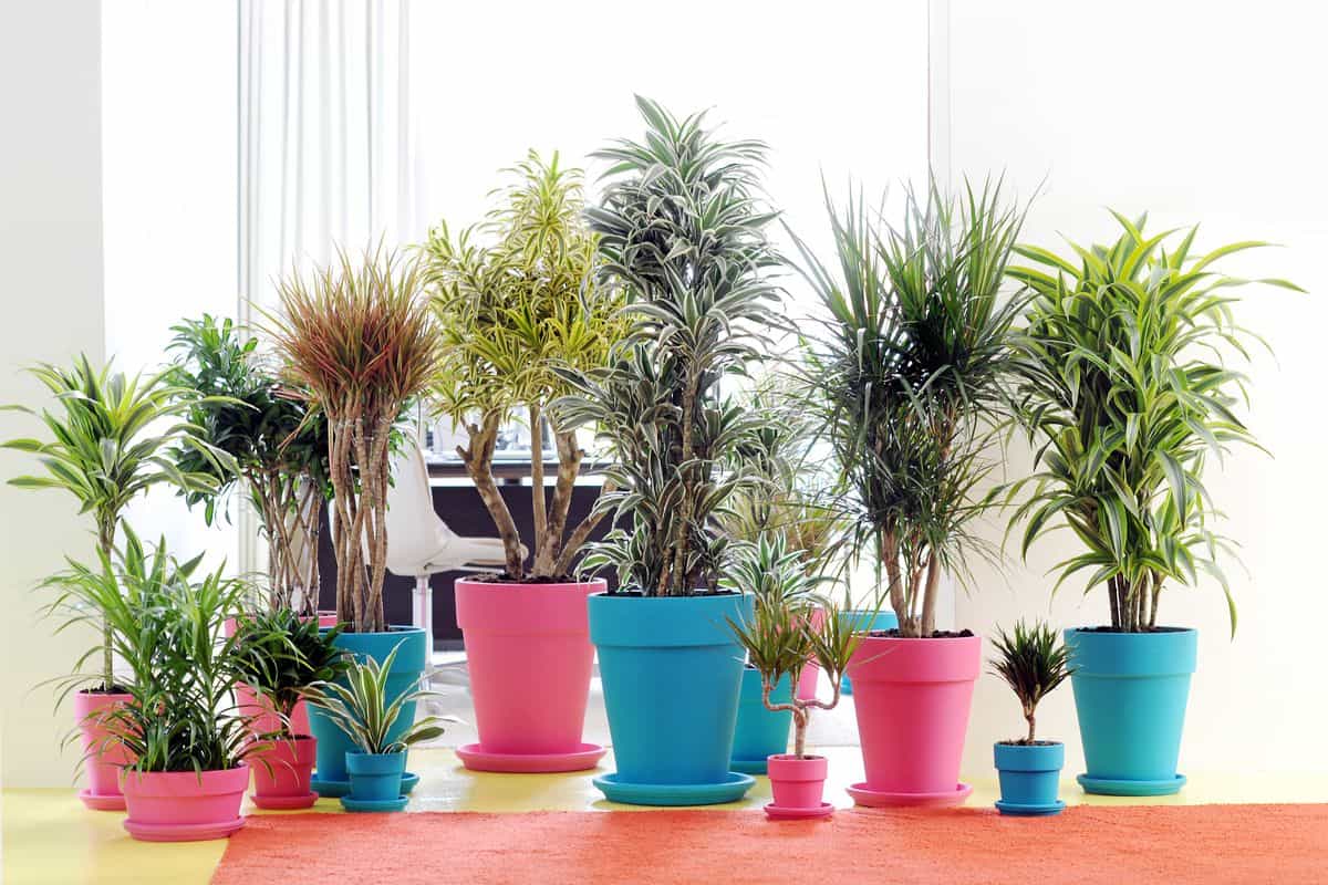 Grünpflanzen – Gärtnersiedlung Rain GmbH