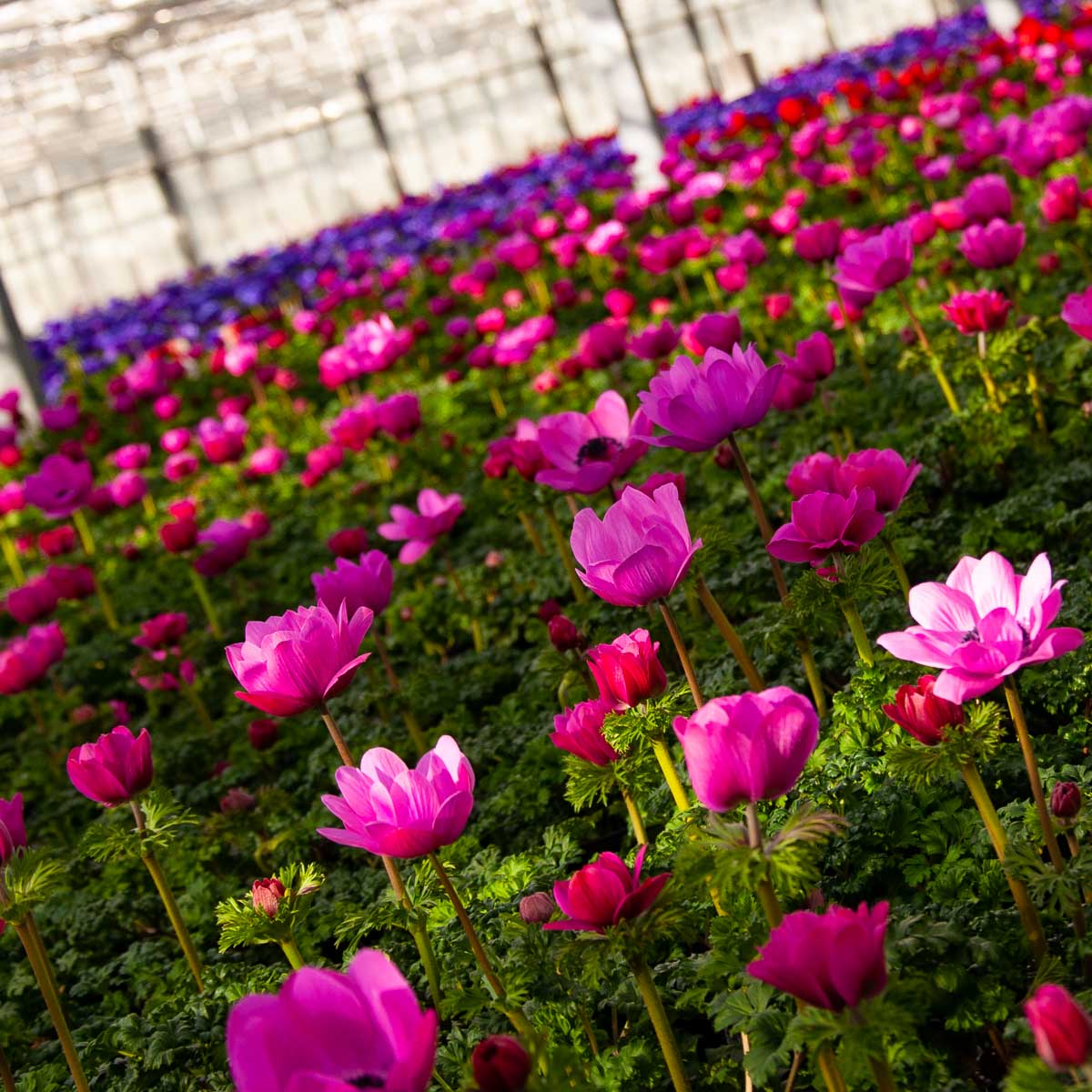 Dechant Gartenbau Betriebsansicht