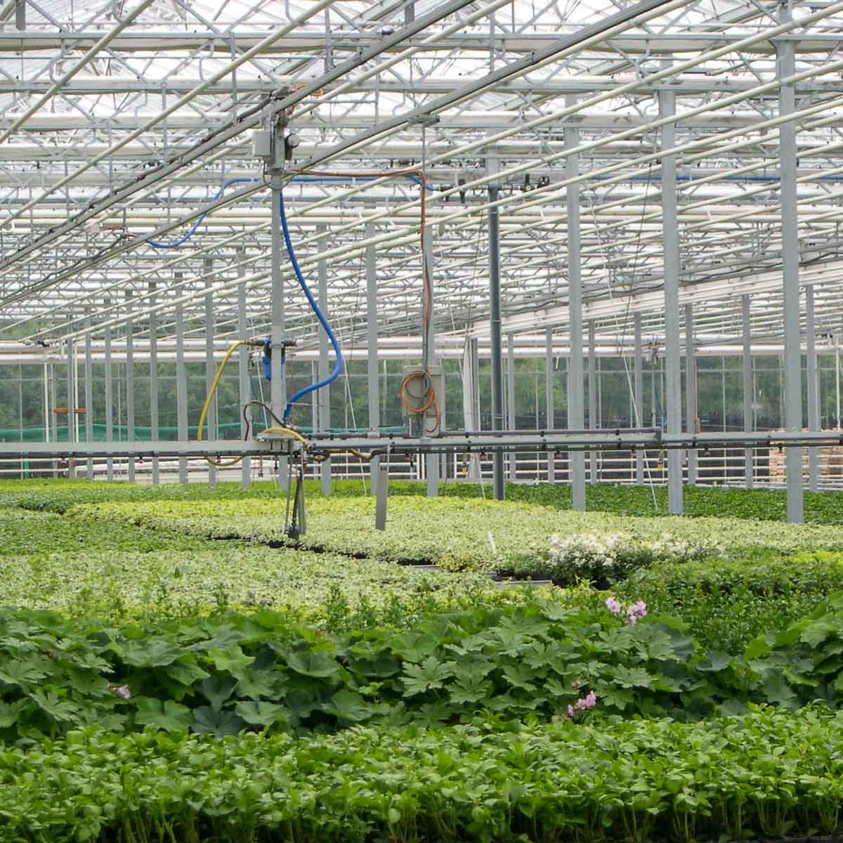 Betriebsansicht Helix Pflanzen GmbH / Müller Gartenbau KG - Bestand Bodendecker