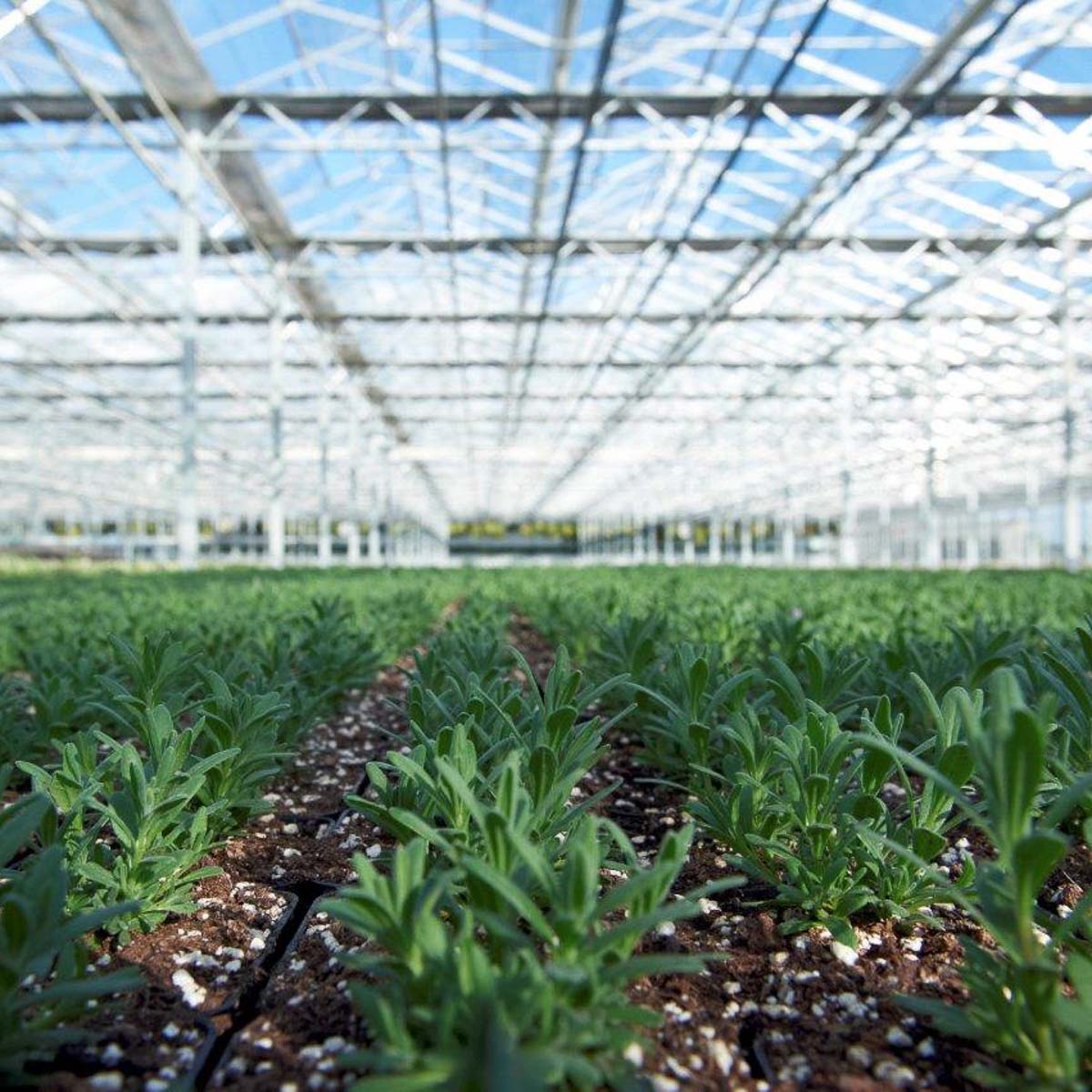 Betriebsansicht Helix Pflanzen GmbH / Müller Gartenbau KG - Bestand Lavendel