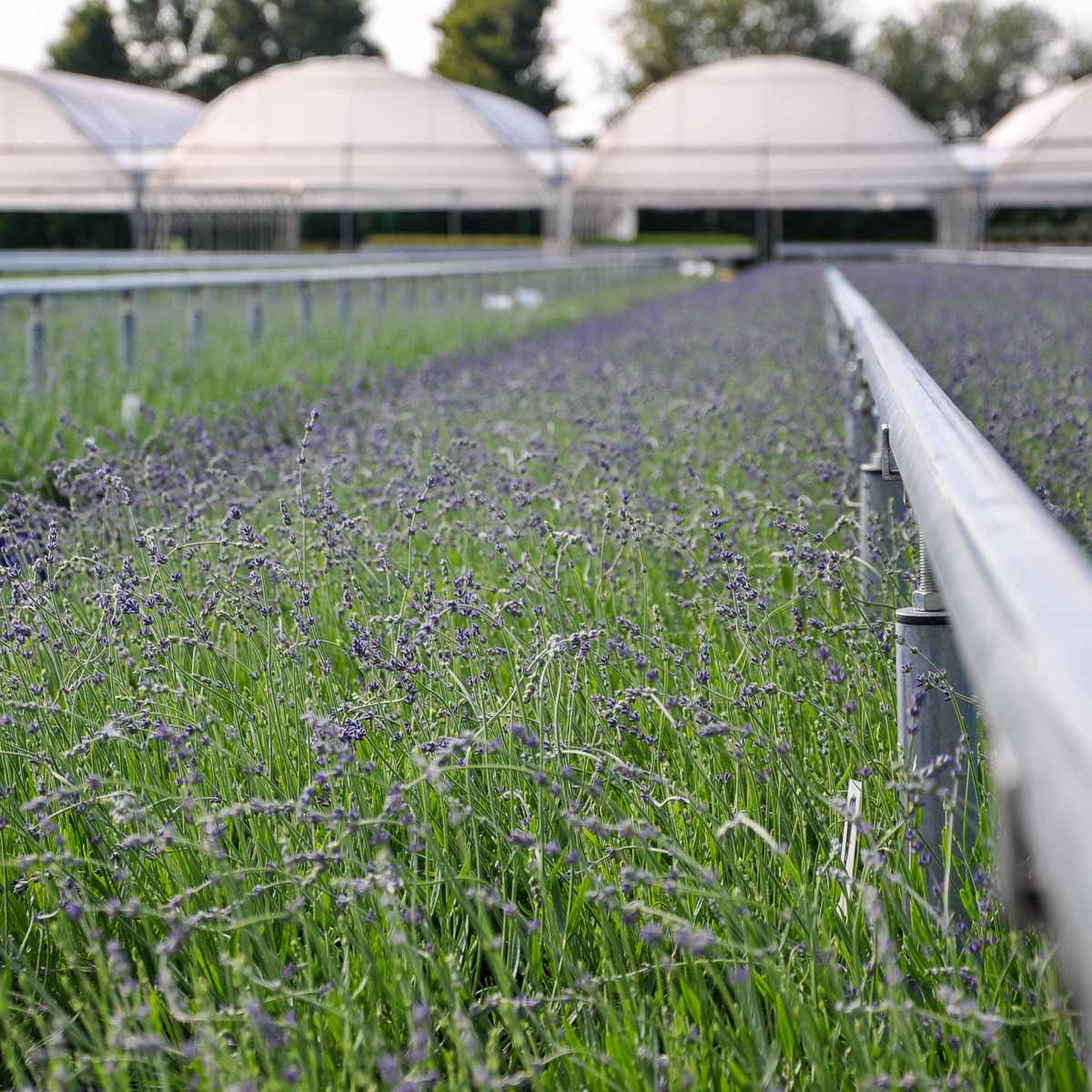 Betriebsansicht Helix Pflanzen GmbH / Müller Gartenbau KG - Bestand Lavendel