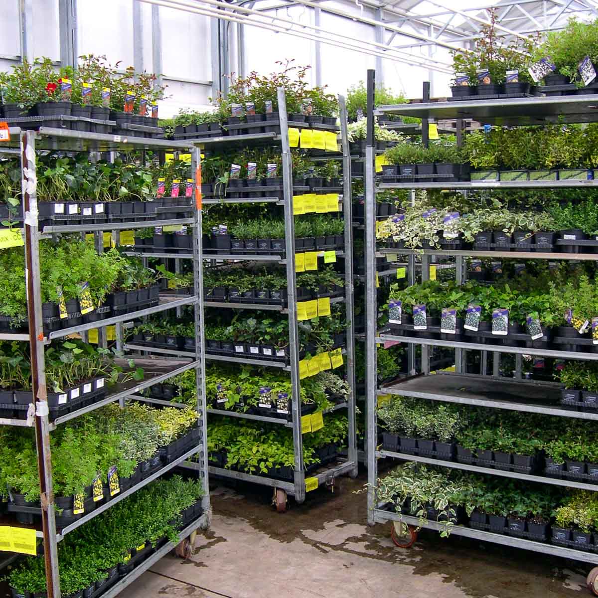 Betriebsansicht Helix Pflanzen GmbH / Müller Gartenbau KG - Kommissionierung