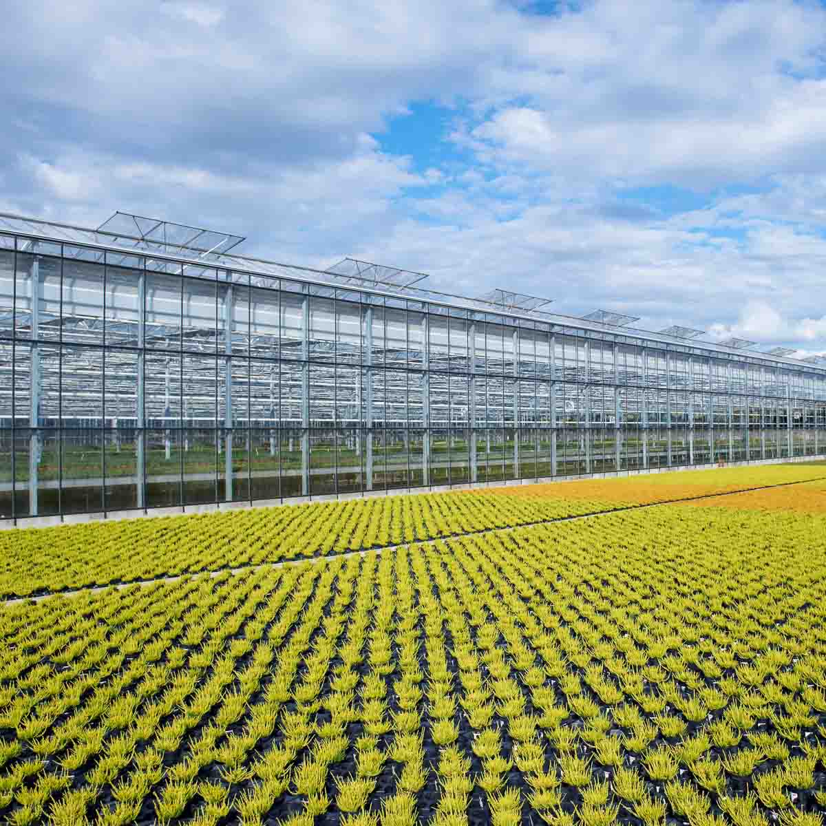 Betriebsabnsicht Helix Pflanzen GmbH / Müller Gartenbau KG - Calluna