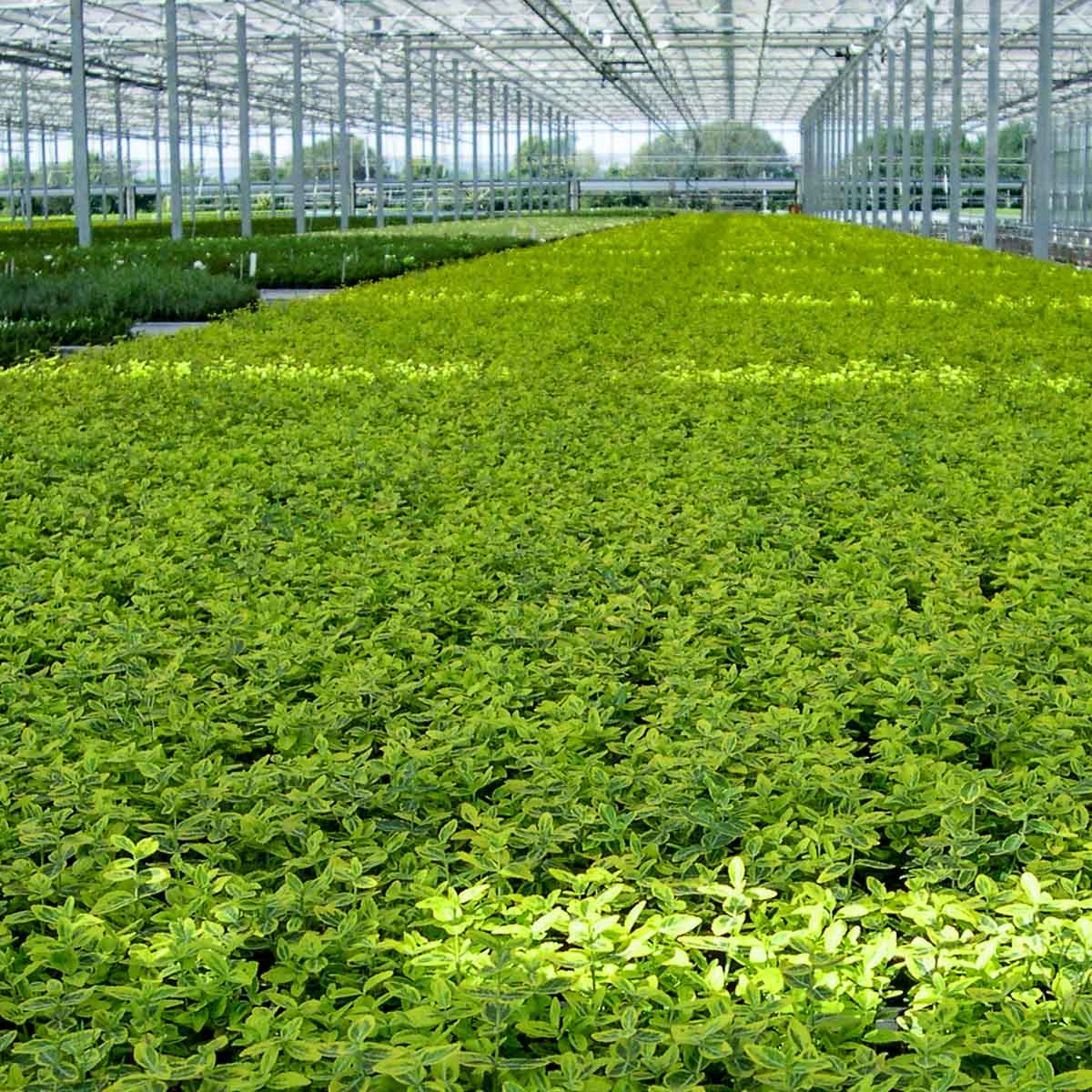 Betriebsansicht Helix Pflanzen GmbH / Müller Gartenbau KG - Euonymus