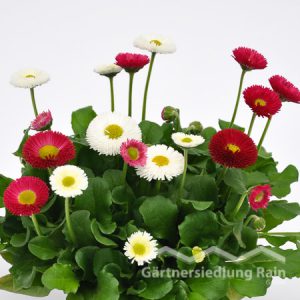 Bellis perennis gefüllt Gänseblümchen (Beitragsbild)bild)