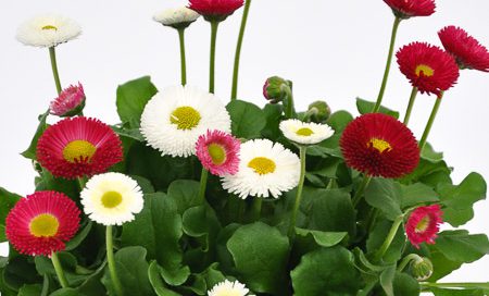 Bellis perennis gefüllt Gänseblümchen (Beitragsbild)bild)