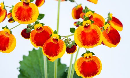 Calceolaria integrifolia Pantoffelblume (Beitragsbild)