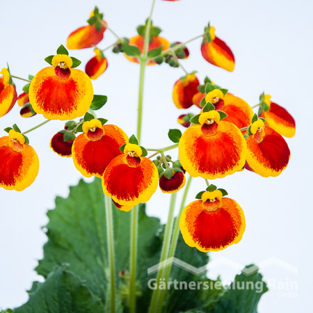 Calceolaria integrifolia Pantoffelblume (Beitragsbild)