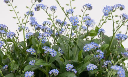 Myosotis sylvatica Vergissmeinnicht (Beitragsbild)d)