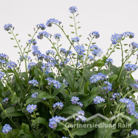 Myosotis sylvatica Vergissmeinnicht (Beitragsbild)d)