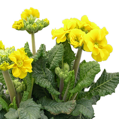 Primula elatior Schale Stängelprimel Hohe Schlüsselblume (Beitragsbild)üsselblume_(Beitragsbild)