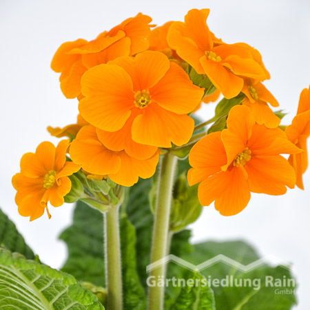 Primula elatior Stängelprimel, Hohe Schlüsselblume (Beitragsbild)mel, Hohe Schlüsselblume (Beitragsbild)