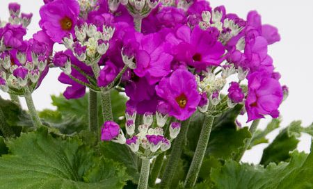 Primula malacoides Brautprimel (Beitragsbild)