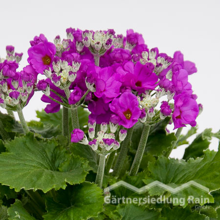 Primula malacoides Brautprimel (Beitragsbild)