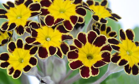 Primula veris Echte Schlüsselblume (Beitragsbild))