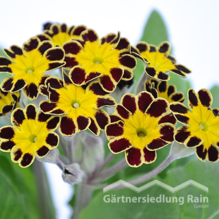 Primula veris Echte Schlüsselblume (Beitragsbild))