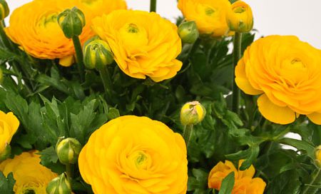 Ranunculus Hybriden Ranunkeln (Beitragsbild)