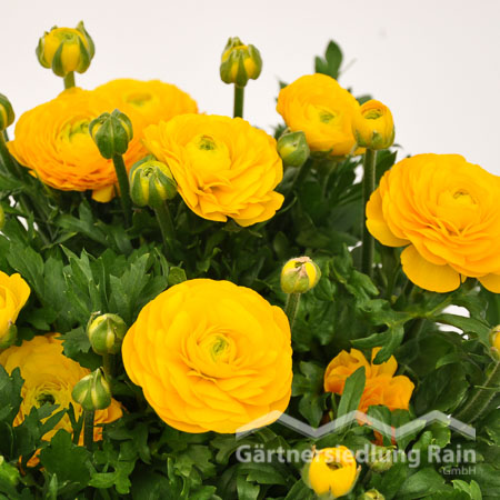 Ranunculus Hybriden Ranunkeln (Beitragsbild)