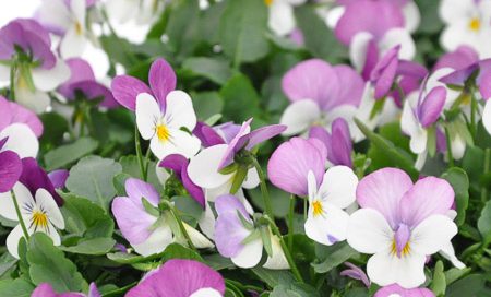 Viola cornuta Horn-Veilchen (Beitragsbild)