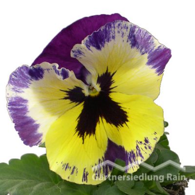 Viola wittrockiana Garten-Stiefmütterchen (Beitragsbild)ragsbild)