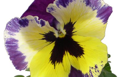Viola wittrockiana Garten-Stiefmütterchen (Beitragsbild)ragsbild)