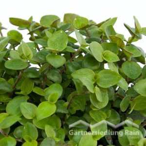 Callisia repens PetVit (Beitragsbild)