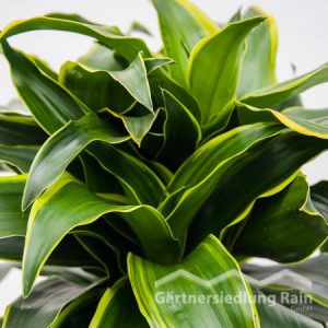 Dracaena fragrans "Dorado" Drachenbaum (Beitragsbild)ld)