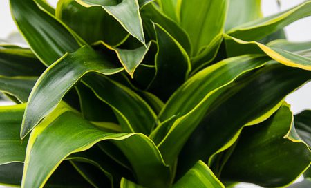 Dracaena fragrans "Dorado" Drachenbaum (Beitragsbild)ld)