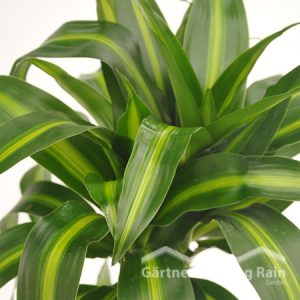 Dracaena fragrans "Hawaian-Sunshine Drachenbaum (Beitragsbild)baum_(Beitragsbild)