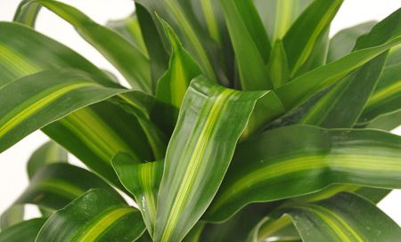 Dracaena fragrans "Hawaian-Sunshine Drachenbaum (Beitragsbild)baum_(Beitragsbild)