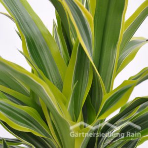 Dracaena_fragrans "Lemon-Lime" Drachenbaum (Beitragsbild)eitragsbild)