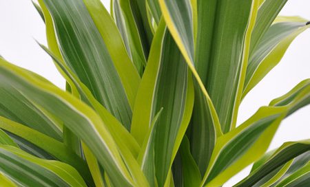 Dracaena_fragrans "Lemon-Lime" Drachenbaum (Beitragsbild)eitragsbild)