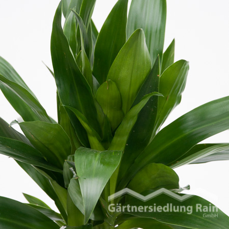 Dracaena fragrans "Lisa" Drachenbaum (Beitragsbild)