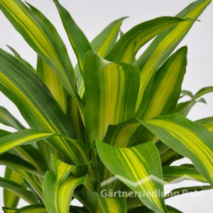 Dracaena_fragrans "Massangeana" Drachenbaum (Beitragsbild)m_(Beitragsbild)