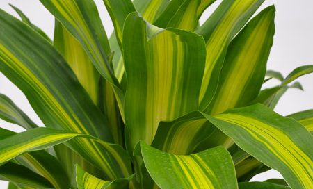 Dracaena_fragrans "Massangeana" Drachenbaum (Beitragsbild)m_(Beitragsbild)