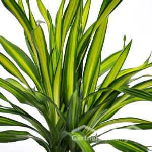 Dracaena_fragrans_"Rikki"_Drachenbaum_(Beitragsbild)