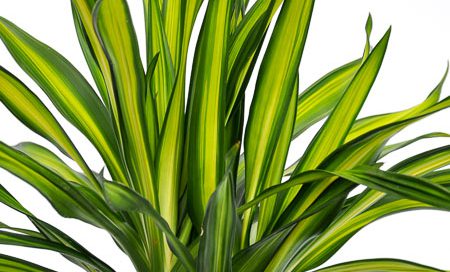 Dracaena_fragrans_"Rikki"_Drachenbaum_(Beitragsbild)