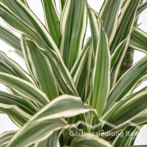 Dracaena_fragrans_"White-Stripe"_Drachenbaum_(Beitragsbild)sbild)