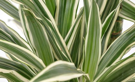 Dracaena_fragrans_"White-Stripe"_Drachenbaum_(Beitragsbild)sbild)