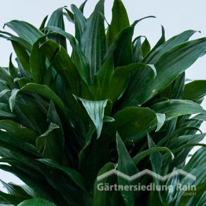 Dracaena fragrans "Compacta" Drachenbaum (Beitragsbild)