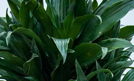 Dracaena fragrans "Compacta" Drachenbaum (Beitragsbild)