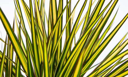 Dracaena_marginata_"Sunray"_Drachenbaum_(Beitragsbild)