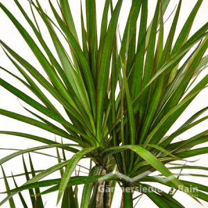 Dracaena_marginata_Drachenbaum_(Beitragsbild)