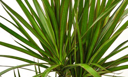 Dracaena_marginata_Drachenbaum_(Beitragsbild)