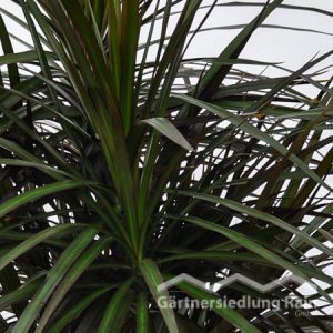 Dracaena marginata "Magenta" Drachenbaum_(Beitragsbild)