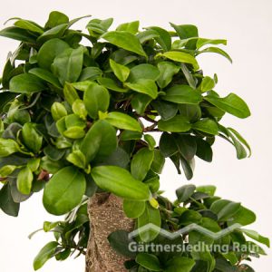 Ficus_microcarpa_Bonsai_(Beitragsbild)