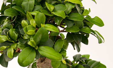 Ficus_microcarpa_Bonsai_(Beitragsbild)