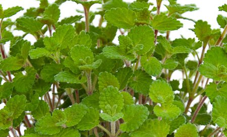 Nepeta cataria Katzenminze (Beitragsbild)