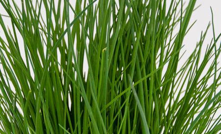 Allium schoenoprasum Greenbar Schnittlauch (Beitragsbild)